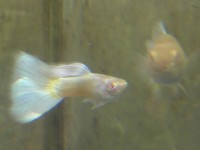 Ful Gold Platinium Albino - Trio